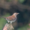 Turdus pallidus