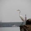 Ardea alba modesta