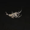 Araneus ventricosus