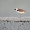 Charadrius alexandrinus dealbatus