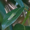 Graphium sarpedon connectens