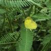 Eurema hecabe