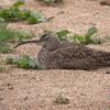 Numenius phaeopus variegatus