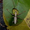 Olenecamptus taiwanus