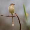 Prinia inornata flavirostris