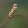 Cisticola exilis volitans