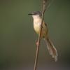 Prinia flaviventris sonitans