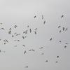 Larus crassirostris