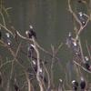 Phalacrocorax carbo sinensis