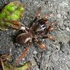 Latouchia formosensis