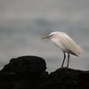 Egretta eulophotes