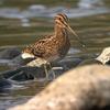 Gallinago gallinago gallinago