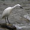 Egretta garzetta garzetta