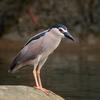 Nycticorax nycticorax nycticorax