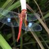 Tholymis tillarga