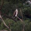 Pandion haliaetus haliaetus