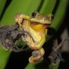 Hyla chinensis