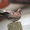 Streptopelia chinensis chinensis