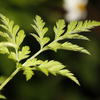 Torilis japonica