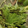 Selaginella tamariscina
