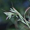 Cymbopogon tortilis