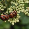 Graphosoma rubrolineatum