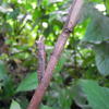 Chilasa epycides melanoleucus