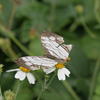 Cyrestis thyodamas formosana