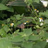 Ideopsis similis