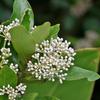 Ardisia sieboldii