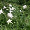 Lilium longiflorum scabrum