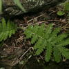 Potentilla nipponica