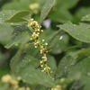 Flueggea virosa