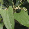 Dioscorea japonica pseudojaponica