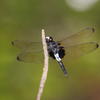 Pseudothemis zonata