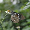 Tirumala limniace limniace