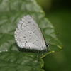 Acytolepsis puspa myla
