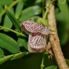 Ormocarpum cochinchinensis