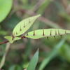 Zanthoxylum nitidum
