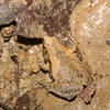 Microhyla fissipes
