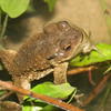 Bufo bankorensis