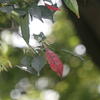 Elaeocarpus japonicus