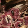 Asarum macranthum