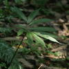 Arisaema heterophyllum