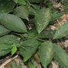 Erycibe henryi