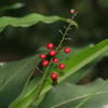 Alpinia intermedia