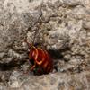 Periplaneta australasiae