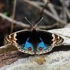 Junonia orithya