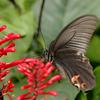 Papilio protenor protenor