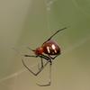 Argyrodes miniaceus